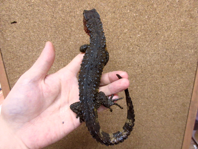 シナワニトカゲ(8)