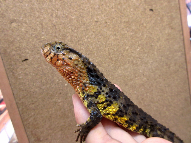 シナワニトカゲ(10)