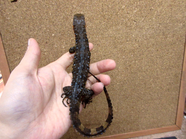 シナワニトカゲ(11)