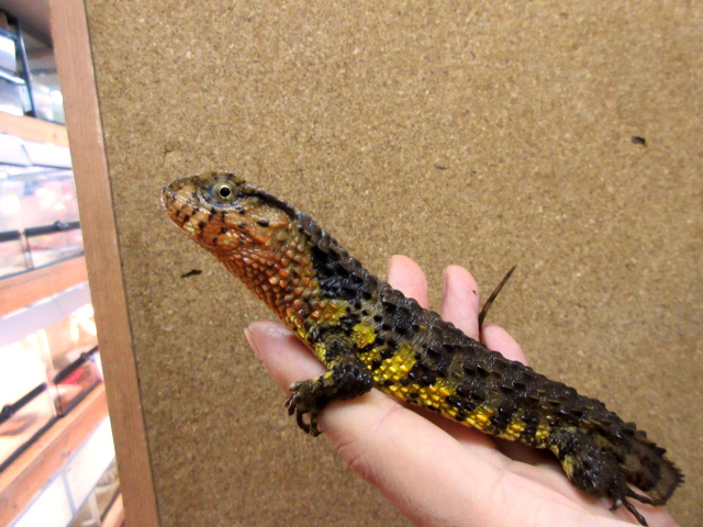 シナワニトカゲ(12)