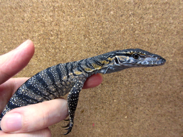 ローゼンバーグモニター(2)