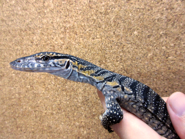 ローゼンバーグモニター(3)