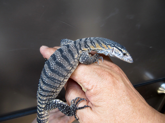 ローゼンバーグモニター(1)