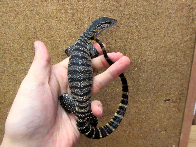 ローゼンバーグモニター(4)