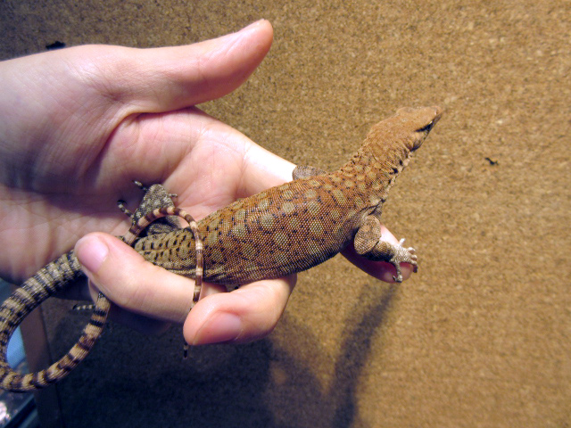 ピルバラロックモニター(3)