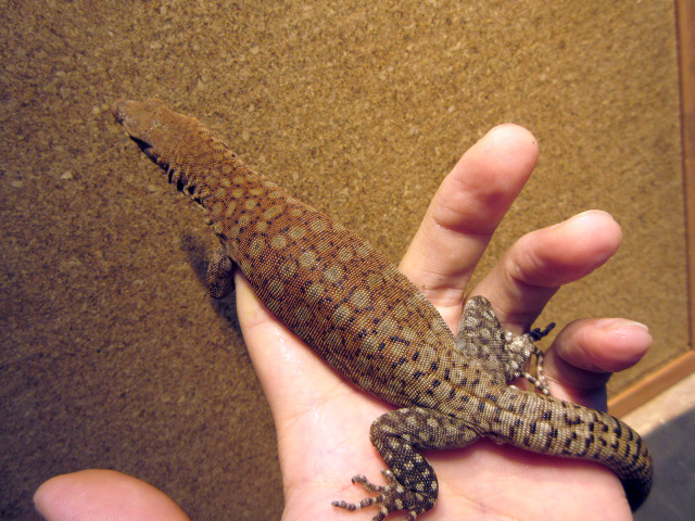 ピルバラロックモニター(6)