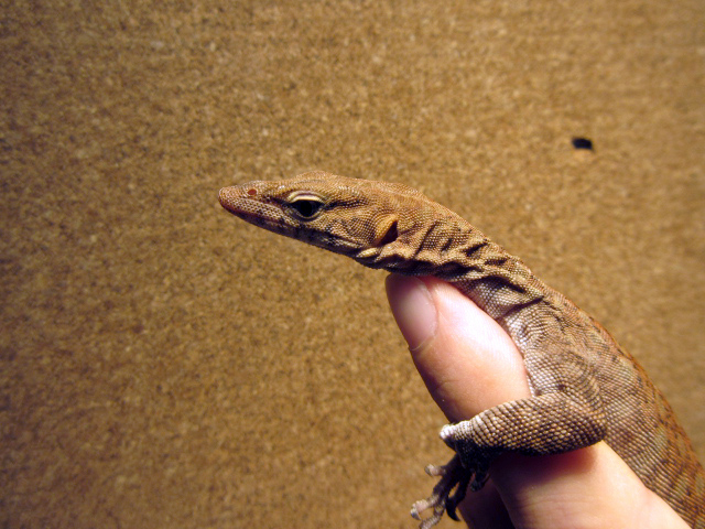 ピルバラロックモニター(4)