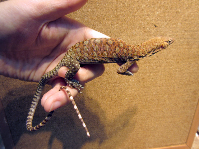 ピルバラロックモニター(7)