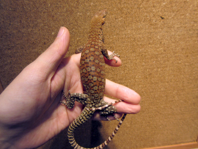 ピルバラロックモニター(8)