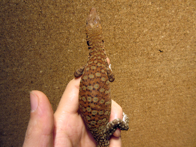 ピルバラロックモニター(10)