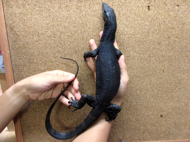 コマイニーモニター