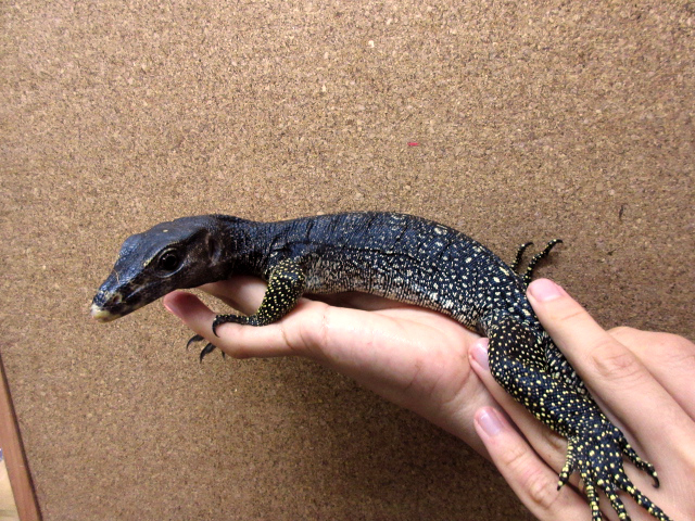 マルモラータモニター