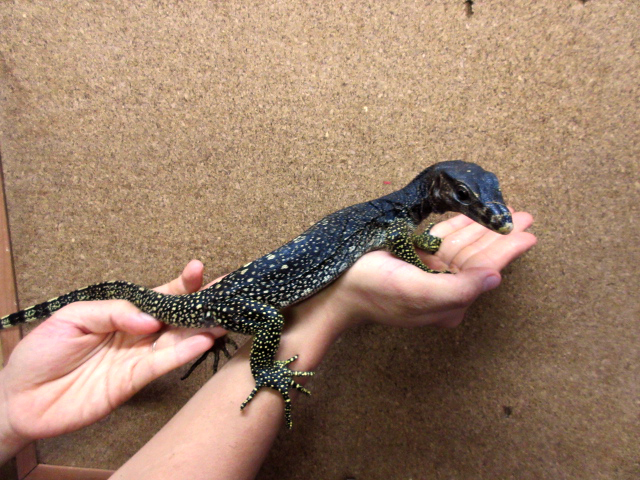 マルモラータモニター(2)