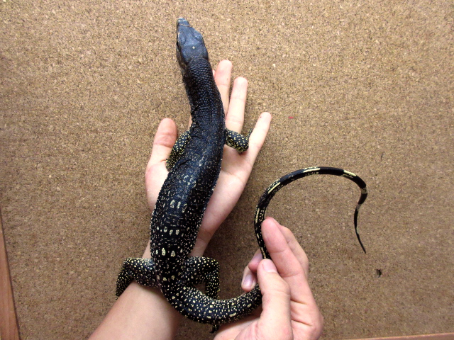 マルモラータモニター(3)