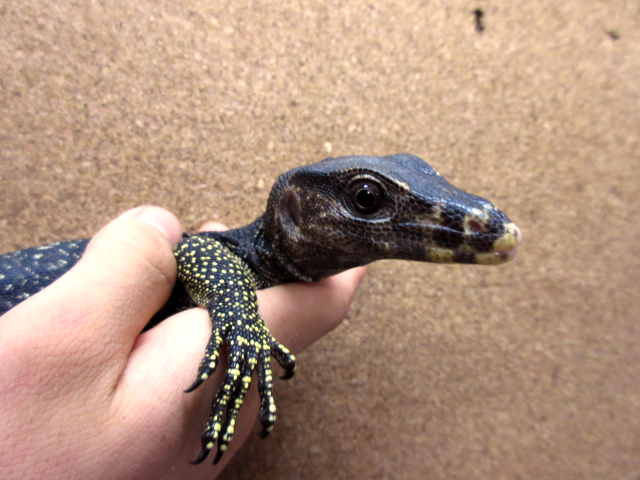 マルモラータモニター(4)