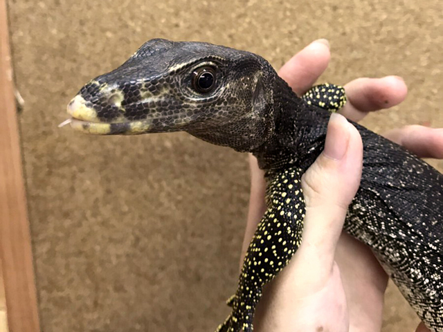 マルモラータモニター(5)