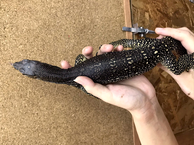 マルモラータモニター(6)