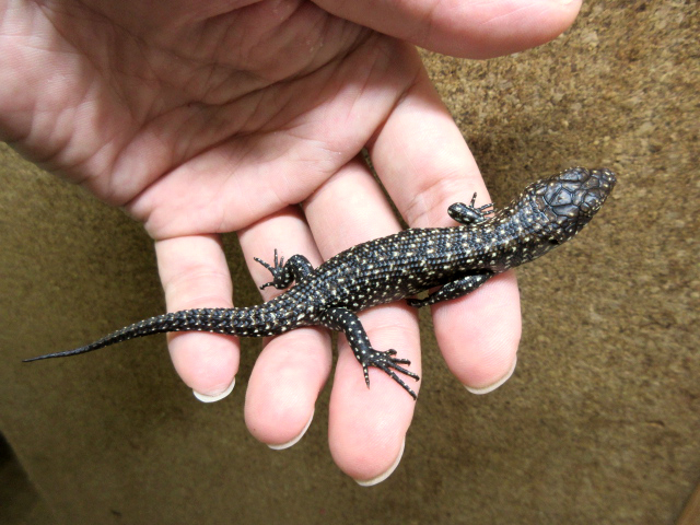 カニンガムイワトカゲ トカゲ図鑑