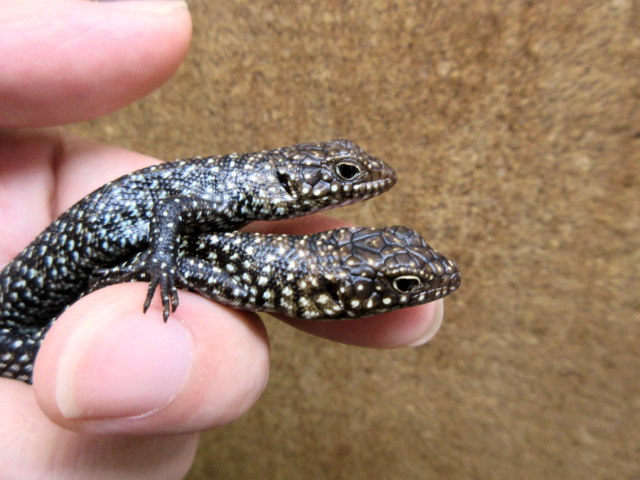 カニンガムイワトカゲ(12)