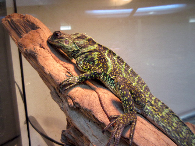 アンボイナホカケトカゲ