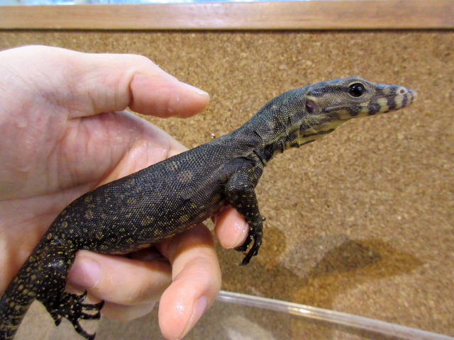 サルバトールモニター（オビ島産）(4)