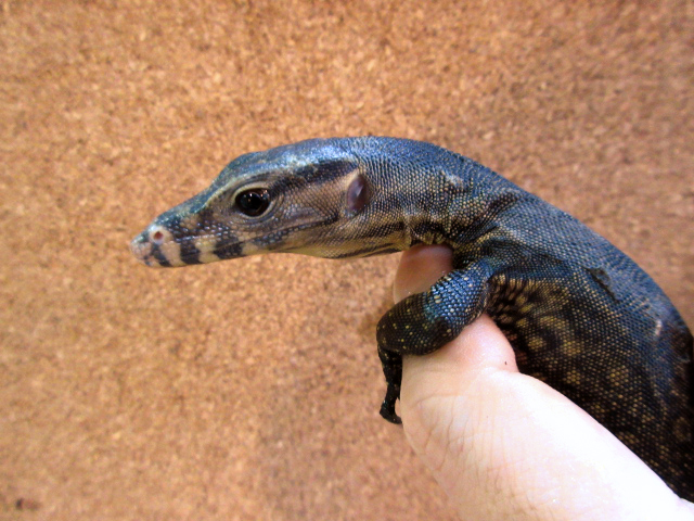 サルバトールモニター（オビ島産）(5)