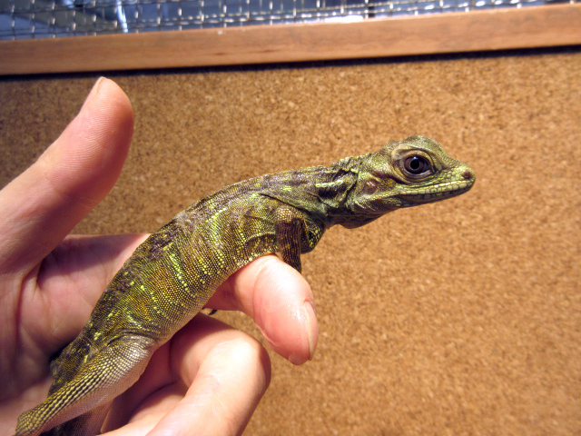 フィリピンホカケトカゲ