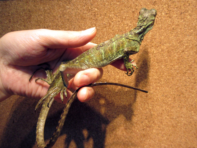 フィリピンホカケトカゲ(2)