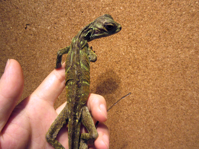 フィリピンホカケトカゲ(3)