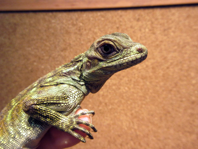 フィリピンホカケトカゲ(4)