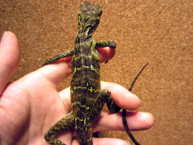 フィリピンホカケトカゲ(5)