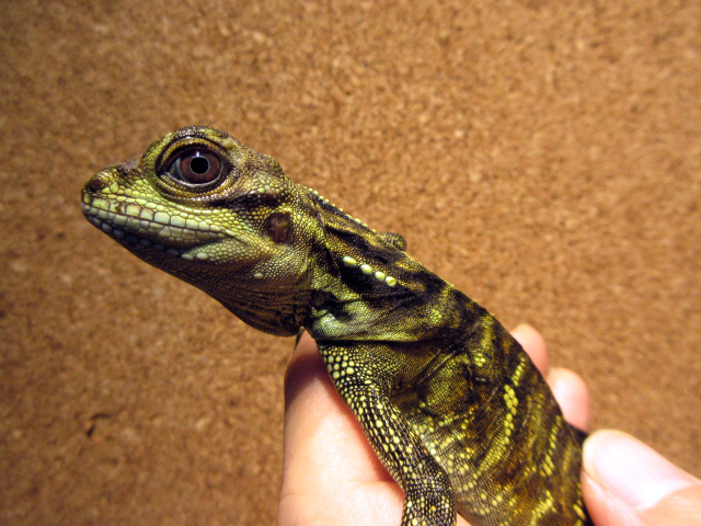 フィリピンホカケトカゲ(6)