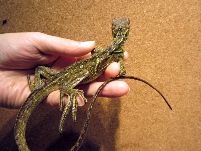 フィリピンホカケトカゲ(7)