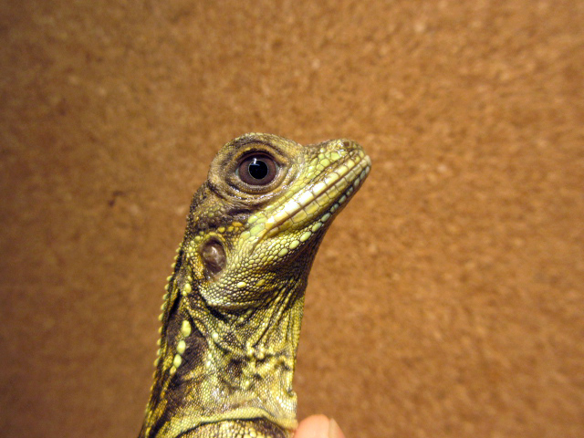 フィリピンホカケトカゲ(8)