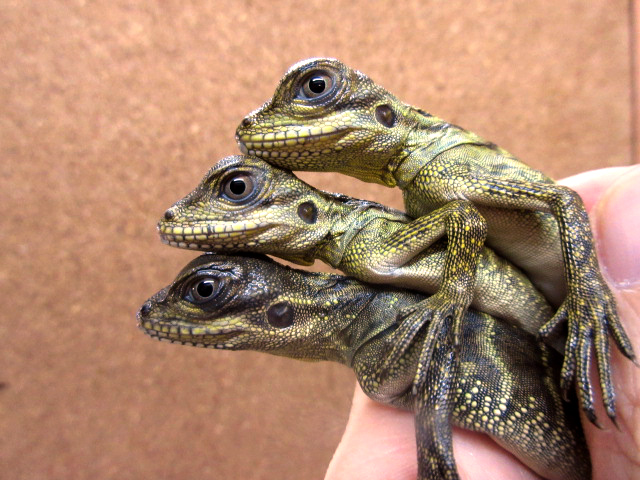 ハルマヘラホカケトカゲ(5)