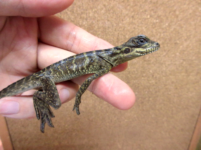 ハルマヘラホカケトカゲ(6)