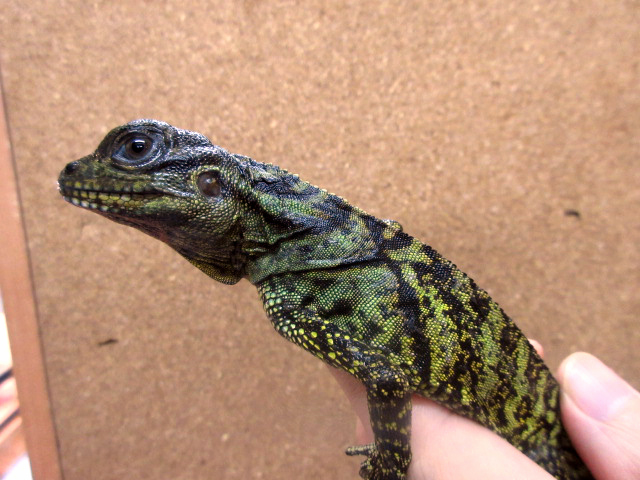 ハルマヘラホカケトカゲ(4)