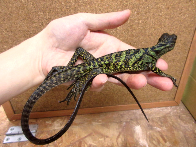 ハルマヘラホカケトカゲ(3)