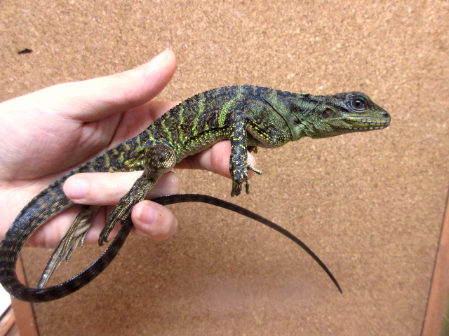 ハルマヘラホカケトカゲ(1)