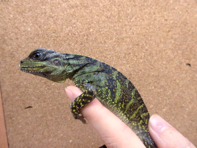 ハルマヘラホカケトカゲ(2)