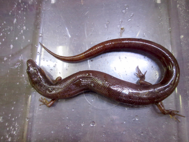 アストロジャイアントダイビングスキンク