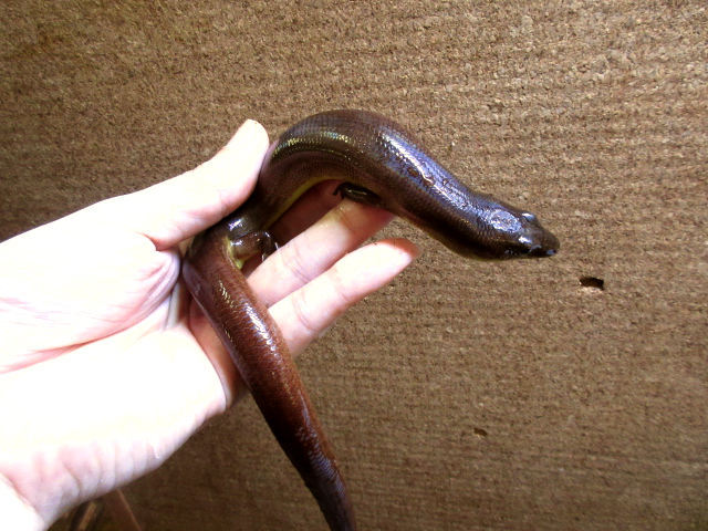 アストロジャイアントダイビングスキンク(2)