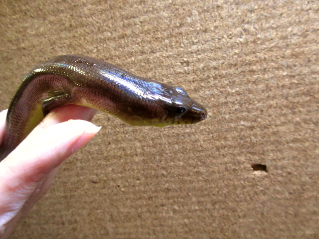 アストロジャイアントダイビングスキンク(3)