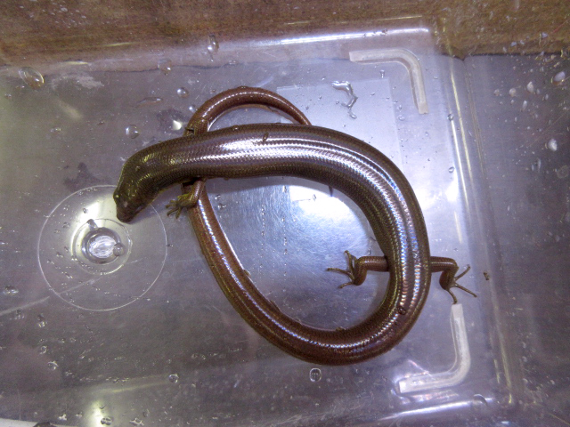 アストロジャイアントダイビングスキンク(4)