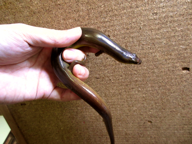 アストロジャイアントダイビングスキンク(5)