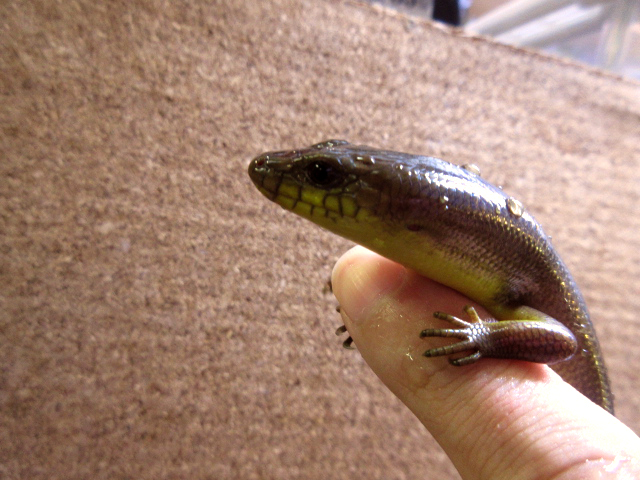 アストロジャイアントダイビングスキンク(6)