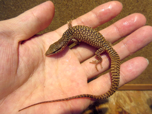 リッジテールモニター(2)