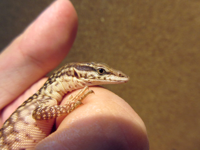 リッジテールモニター(3)