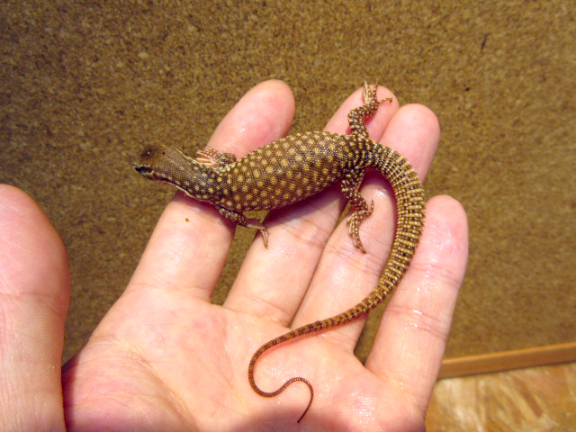 リッジテールモニター(4)