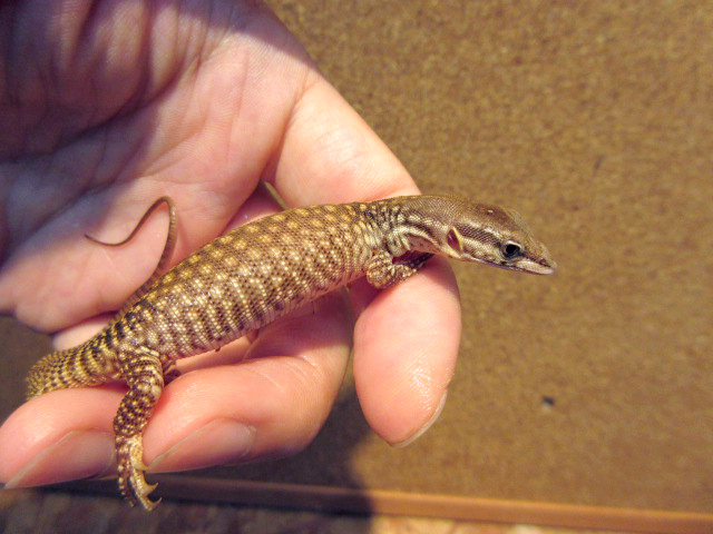 リッジテールモニター(5)